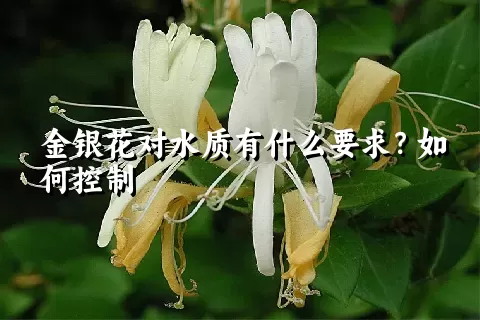 金银花对水质有什么要求？如何控制