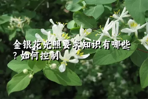 金银花光照要求知识有哪些？如何控制