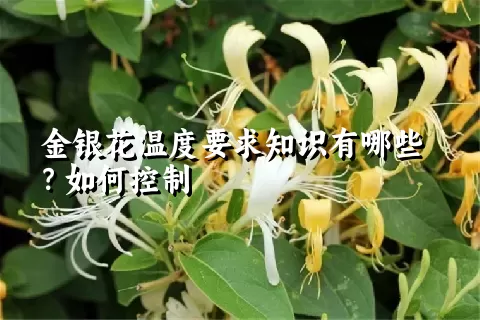 金银花温度要求知识有哪些？如何控制