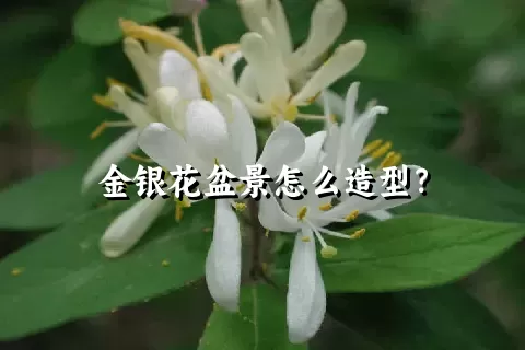 金银花盆景怎么造型？