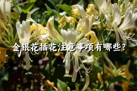 金银花插花注意事项有哪些？