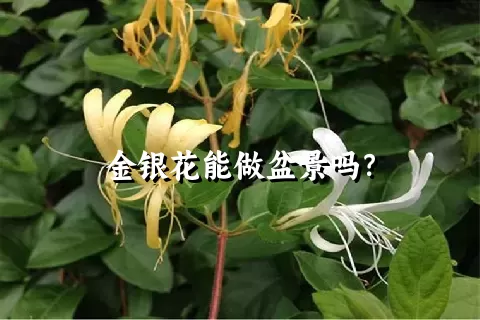 金银花能做盆景吗？