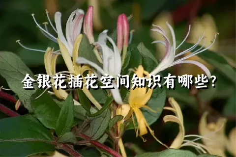 金银花插花空间知识有哪些？