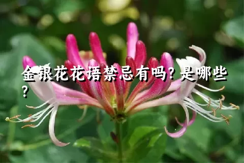 金银花花语禁忌有吗？是哪些？