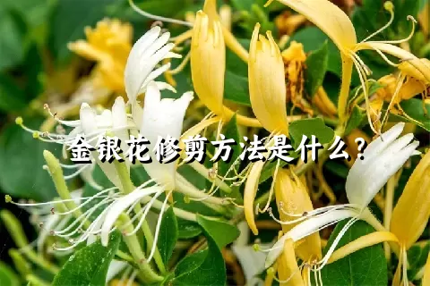 金银花修剪方法是什么？