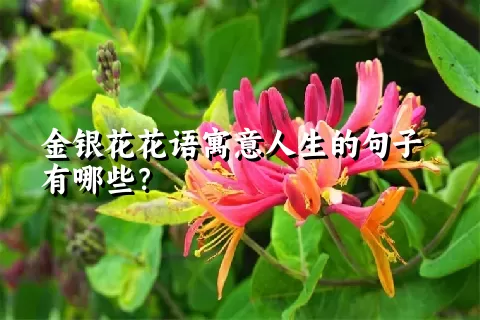 金银花花语寓意人生的句子有哪些？