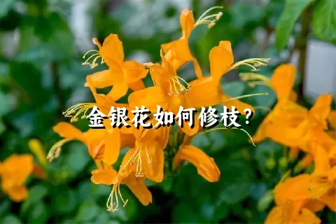 金银花如何修枝？