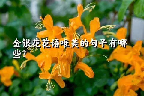 金银花花语唯美的句子有哪些？