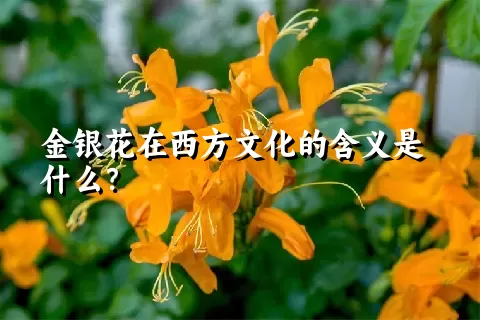 金银花在西方文化的含义是什么？