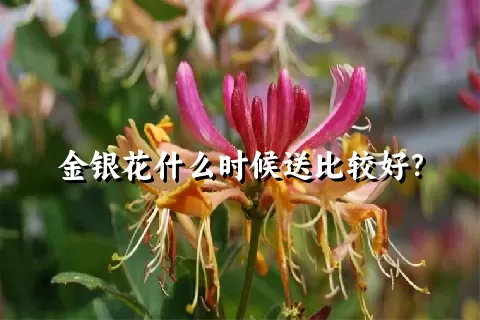 金银花什么时候送比较好？