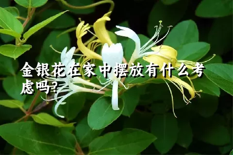 金银花在家中摆放有什么考虑吗？