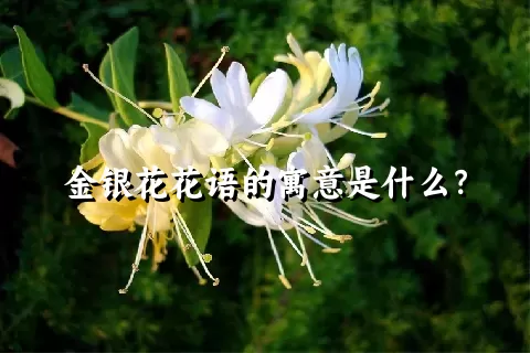 金银花花语的寓意是什么？