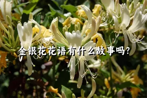 金银花花语有什么故事吗？