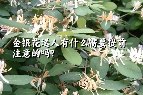 金银花送人有什么需要提前注意的吗？