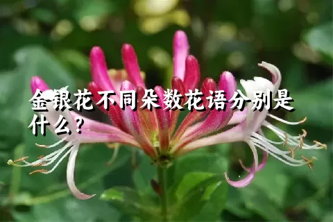 金银花不同朵数花语分别是什么？