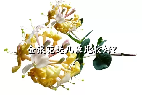 金银花送几朵比较好？