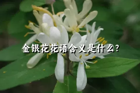 金银花花语含义是什么？