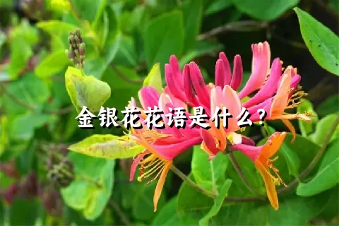 金银花花语是什么？