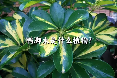 鸭脚木是什么植物?