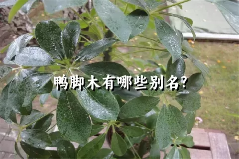 鸭脚木有哪些别名?