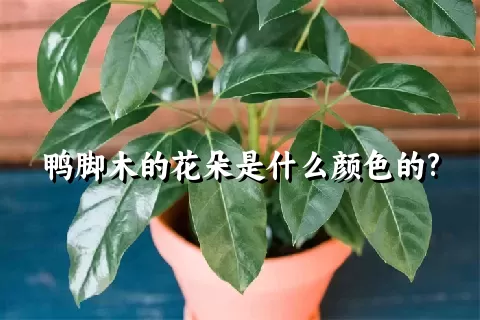 鸭脚木的花朵是什么颜色的?