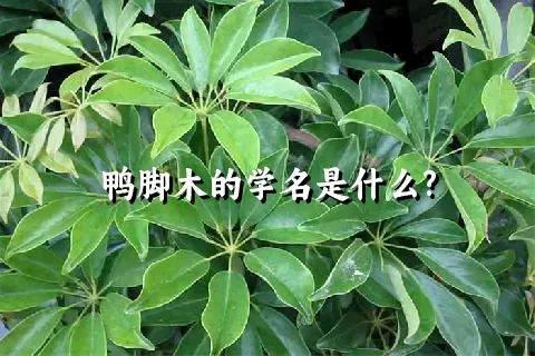 鸭脚木的学名是什么?