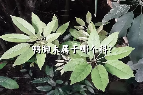 鸭脚木属于哪个科?