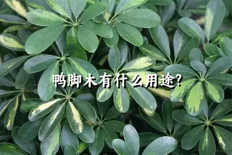 鸭脚木有什么用途?