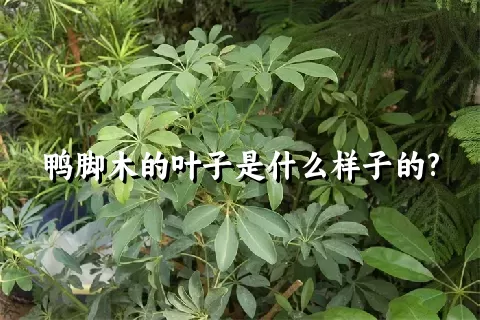 鸭脚木的叶子是什么样子的?