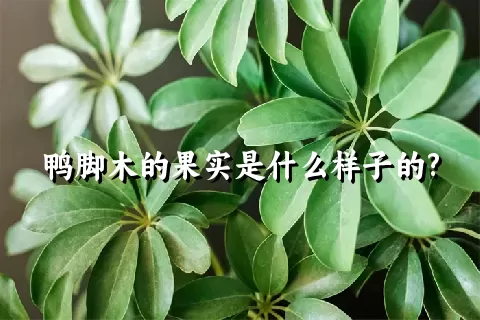 鸭脚木的果实是什么样子的?