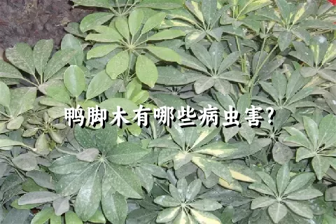 鸭脚木有哪些病虫害?