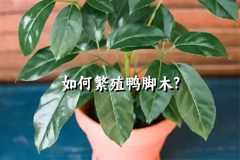 如何繁殖鸭脚木?