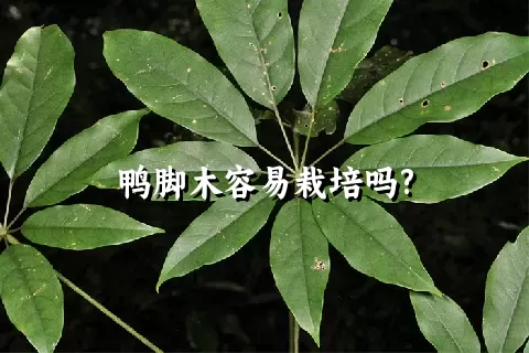 鸭脚木容易栽培吗?