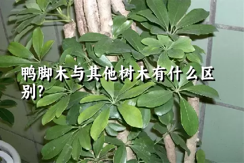 鸭脚木与其他树木有什么区别?