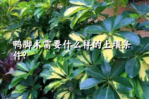 鸭脚木需要什么样的土壤条件?