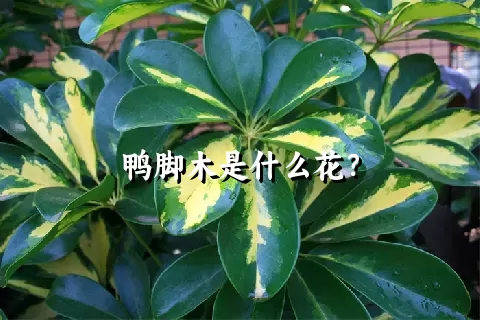 鸭脚木是什么花？