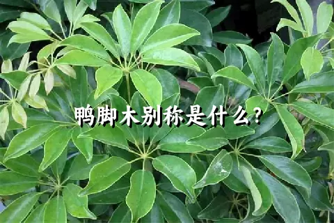 鸭脚木别称是什么？