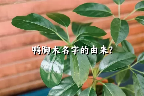 鸭脚木名字的由来？