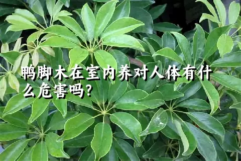 鸭脚木在室内养对人体有什么危害吗？