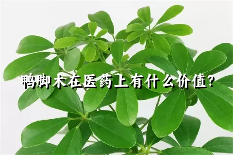 鸭脚木在医药上有什么价值？