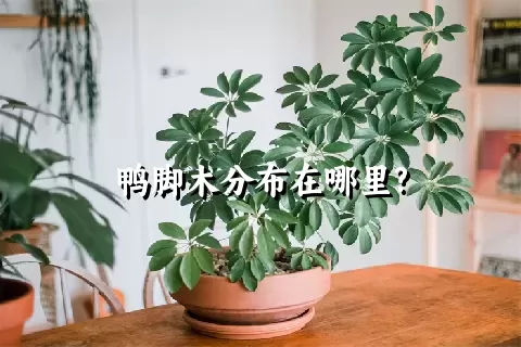 鸭脚木分布在哪里?