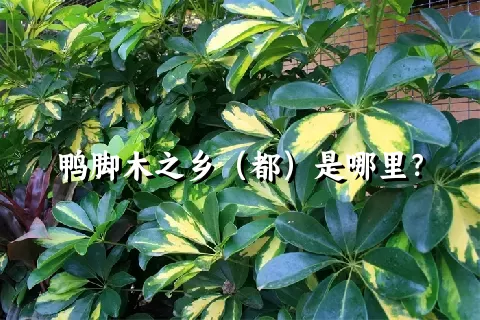 鸭脚木之乡（都）是哪里？