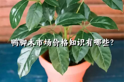 鸭脚木市场价格知识有哪些？