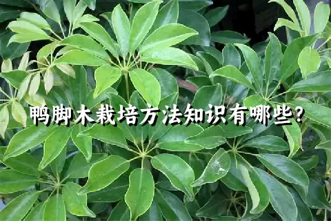 鸭脚木栽培方法知识有哪些？