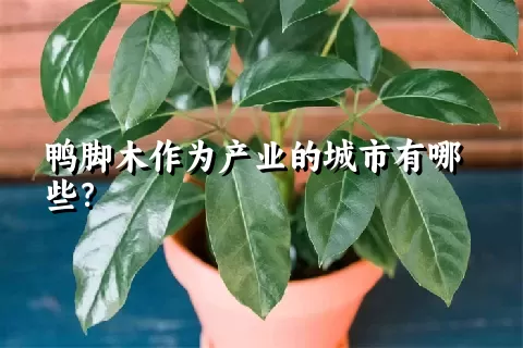 鸭脚木作为产业的城市有哪些？