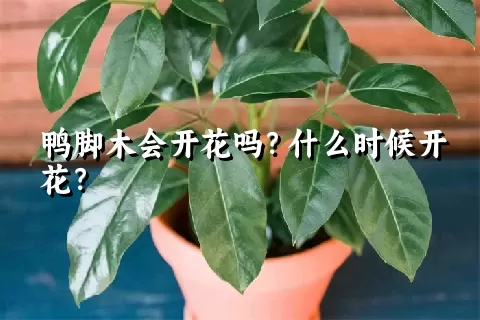 鸭脚木会开花吗？什么时候开花？