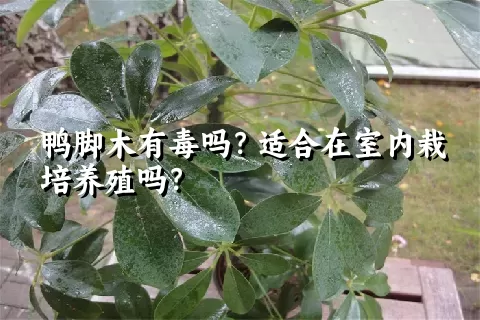 鸭脚木有毒吗？适合在室内栽培养殖吗？