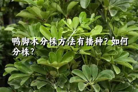 鸭脚木分株方法有播种？如何分株？