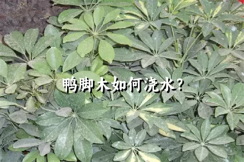 鸭脚木如何浇水？