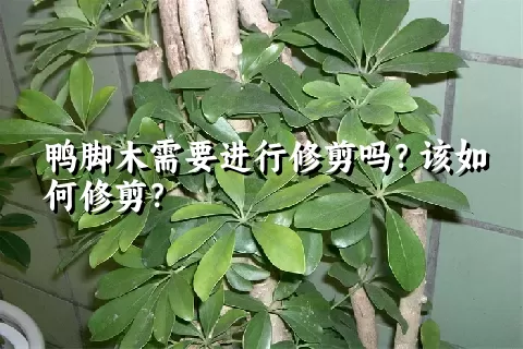 鸭脚木需要进行修剪吗？该如何修剪？